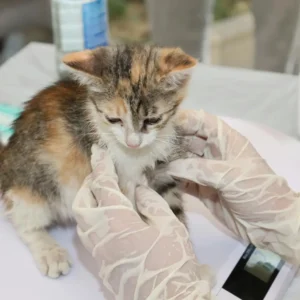 Curso de Laparoscopia Básica em Pequenos Animais 1