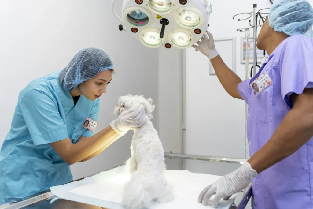 Curso de Laparoscopia Básica em Pequenos Animais 2