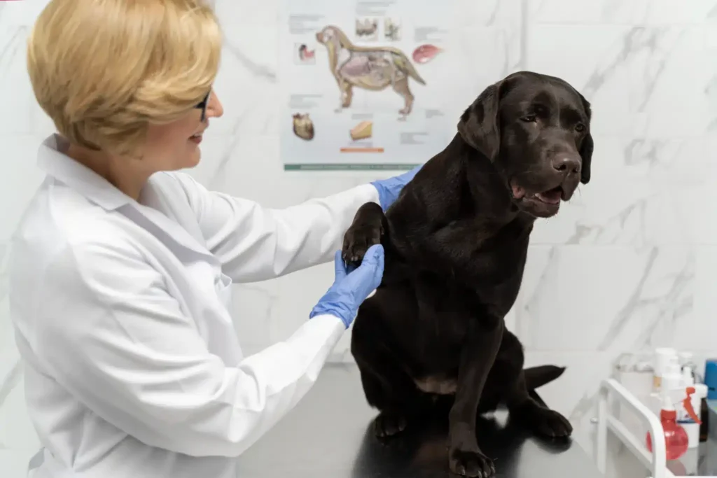 Curso de Urolitíase Canina e Felina: Diagnóstico, Dieta e Intervenção 3