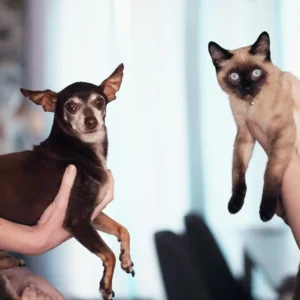 Diplomado em Dermatologia Clínica e Otologia em Pequenos Animais 1