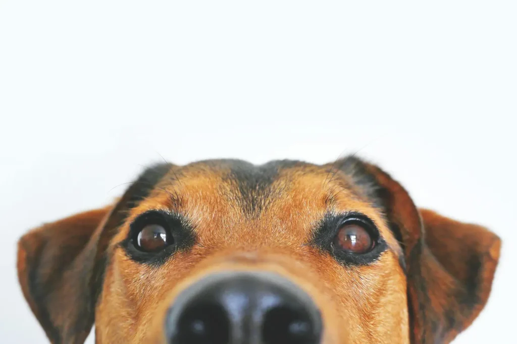 Diplomado em Dermatologia Clínica e Otologia em Pequenos Animais 2