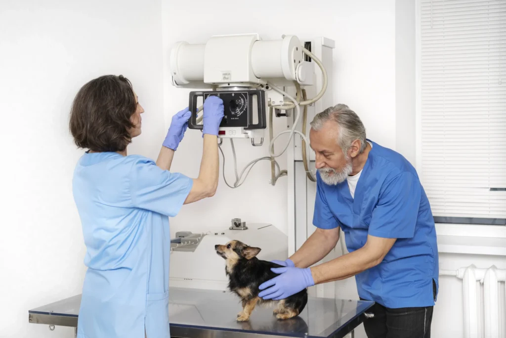 Diplomado em Imagenologia Veterinária Prática e Telerradiologia 2