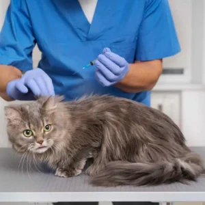 Diplomado em Técnica Cirúrgica e Anestésica em Pequenos Animais 1