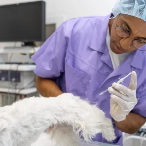 Mestrado em Cirurgia de Tecidos Moles e Anestesia Veterinária 1
