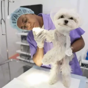 Mestrado em Dermatologia e Alergologia Veterinária 1