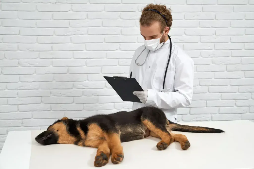 Mestrado em Diagnóstico por Imagem em Pequenos Animais 2