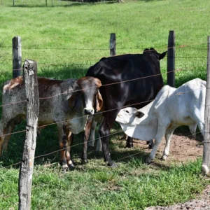 Curso em Medicina Veterinária para Animais de Produção (Bovinos e Suínos)