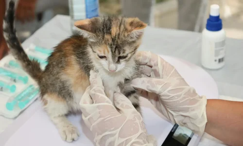 Curso de Laparoscopia Básica em Pequenos Animais 1
