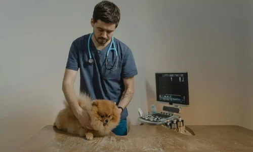 Curso de POCUS e Procedimentos Ecoguiados em Urgências Veterinárias 1
