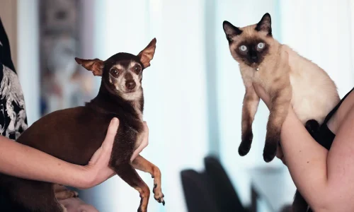 Diplomado em Dermatologia Clínica e Otologia em Pequenos Animais 1