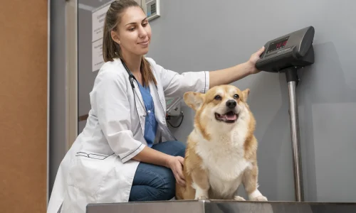 Diplomado em Imagenologia Veterinária Prática e Telerradiologia 1
