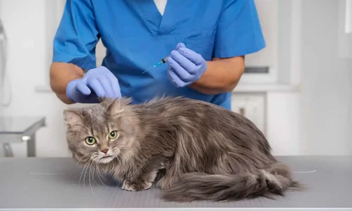 Diplomado em Técnica Cirúrgica e Anestésica em Pequenos Animais 1
