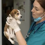 Mestrado Profissional em Urgências e Cuidados Intensivos de Pequenos Animais (ECC/UTI) 1