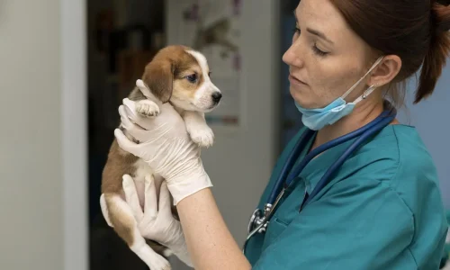 Mestrado Profissional em Urgências e Cuidados Intensivos de Pequenos Animais (ECC/UTI) 1