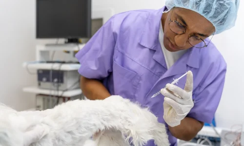 Mestrado em Cirurgia de Tecidos Moles e Anestesia Veterinária 1