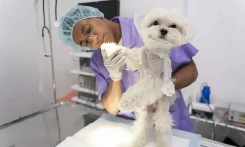 Mestrado em Dermatologia e Alergologia Veterinária 1
