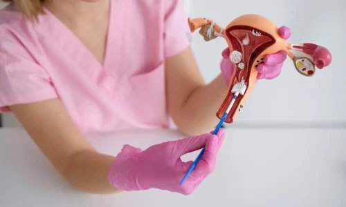 Mestrado em Anatomia e Fisiologia do Aparelho Reprodutor Feminino 1