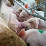 Diploma em Medicina Veterinária para Animais de Produção (Bovinos e Suínos) 1