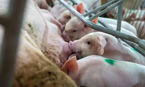 Diploma em Medicina Veterinária para Animais de Produção (Bovinos e Suínos) 1
